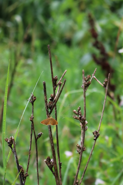 Idaea ochrata - okkerszínű sávosaraszoló
