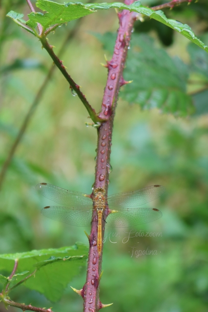 Sympetrum striolatum/vulgatum/meridionale