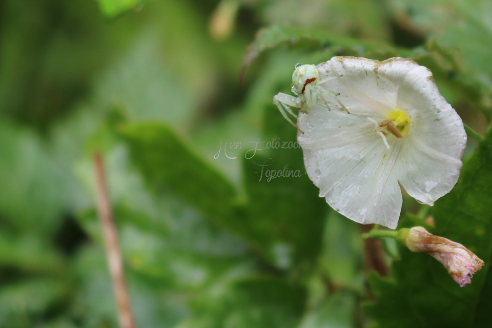 Misumena vatia - viráglakó karolópók