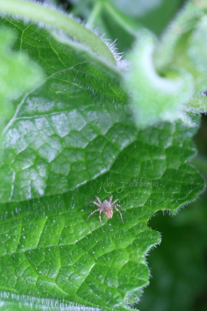 Pisaura mirabilis - csodáspók