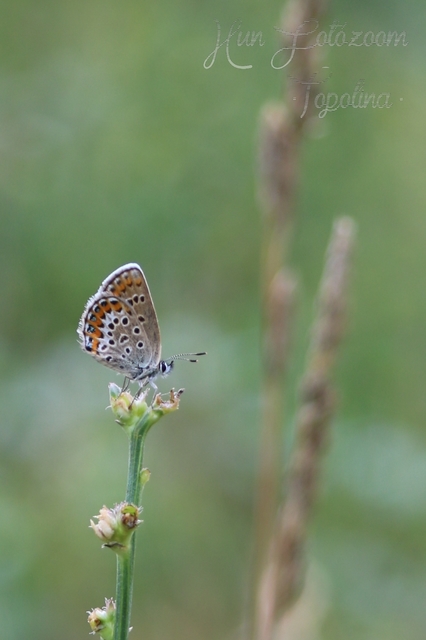 Plebejus argus - ezüstös boglárka