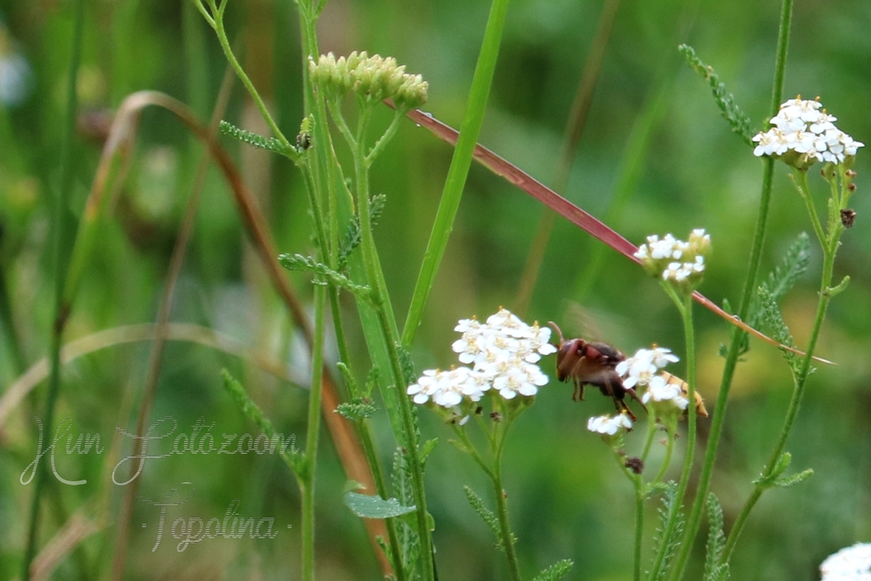 Vespa crabro - lódarázs