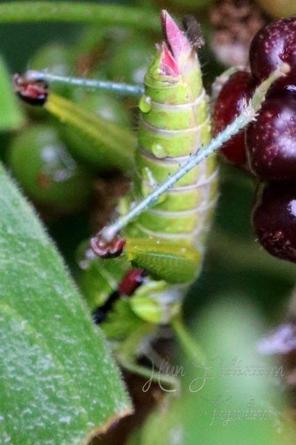 Odontopodisma decipiens - déli hegyisáska