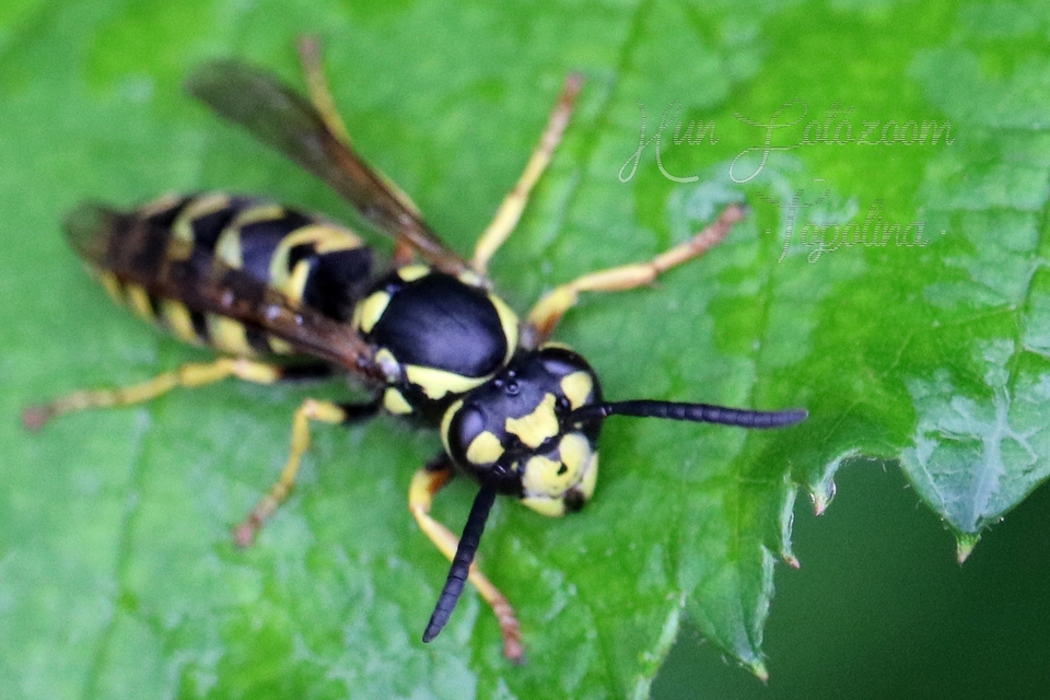 Vespula germanica - német darázs