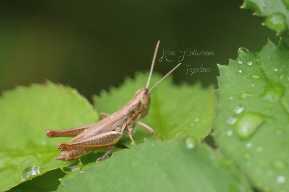 Euchorthippus declivus - rövidszárnyú rétisáska