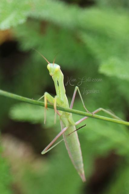 Mantis religiosa - imádkozósáska