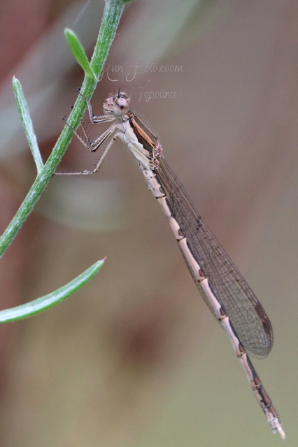 Sympecma fusca - téli rablószitakötő