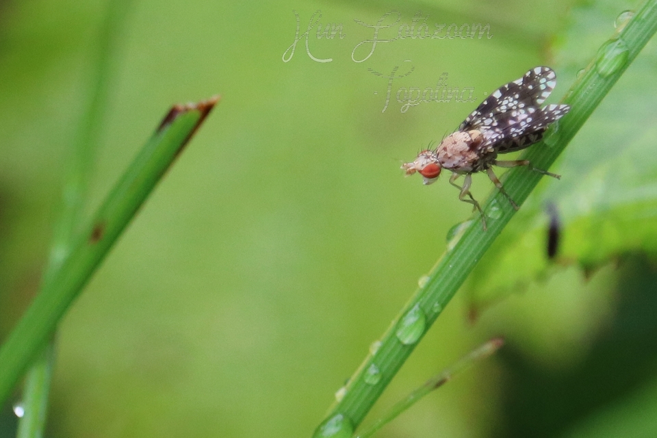 Trypetoptera punctulata - pirosszemű szarvaslégy