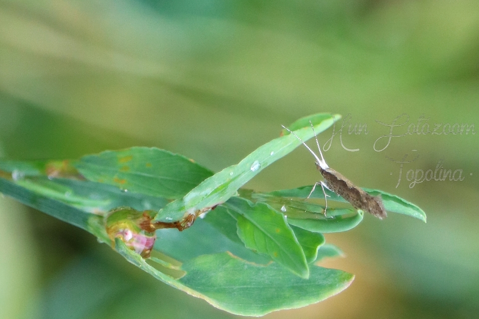 Plutella xylostella - káposztamoly