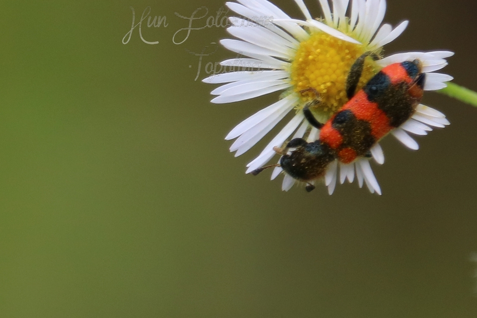Trichodes apiarius - szalagos méhészbogár