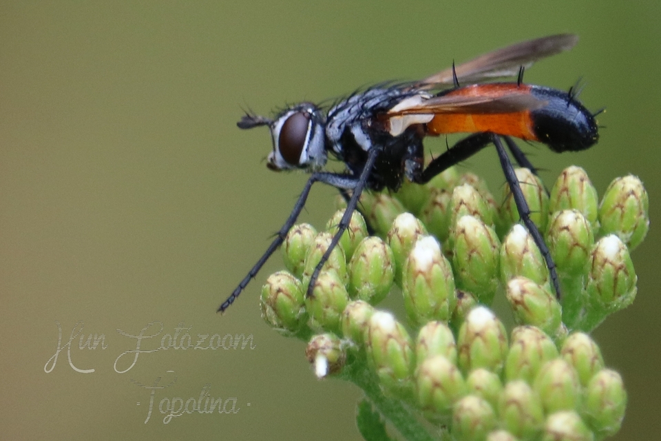 Cylindromyia