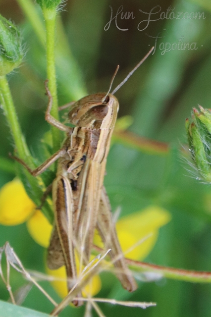 Euchorthippus declivus - rövidszárnyú rétisáska