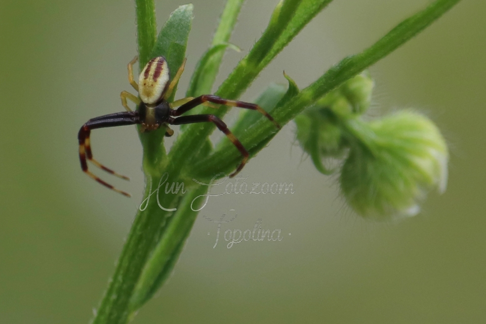 Misumena vatia - viráglakó karolópók