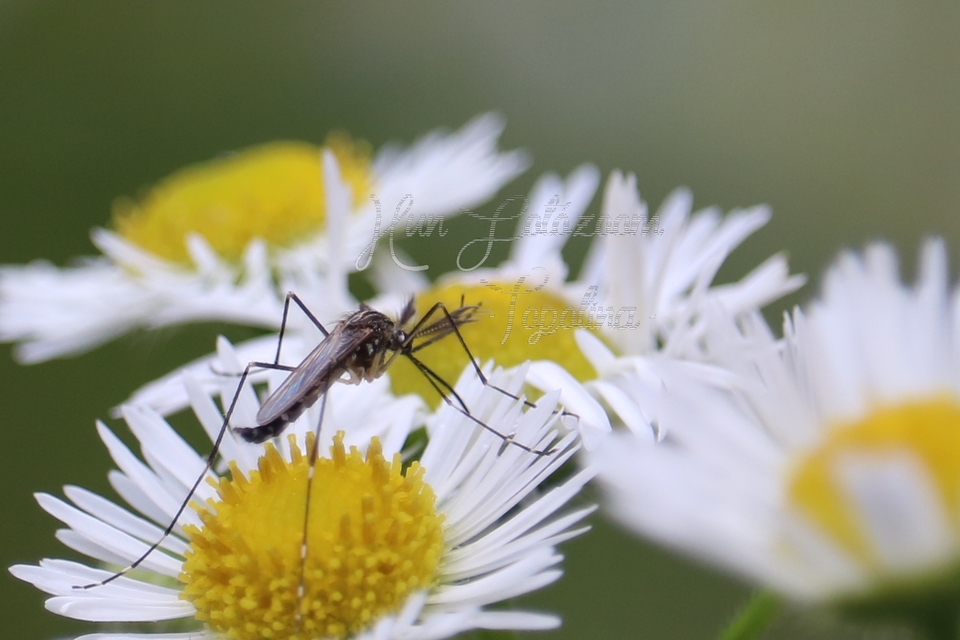 Culicidae - csípőszúnyogok