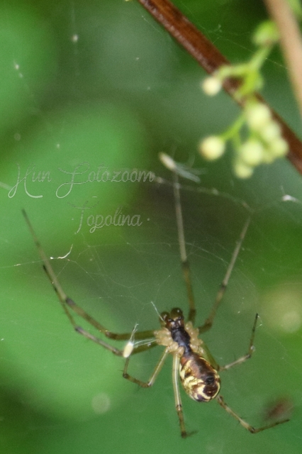 Linyphiidae - vitorláspókok