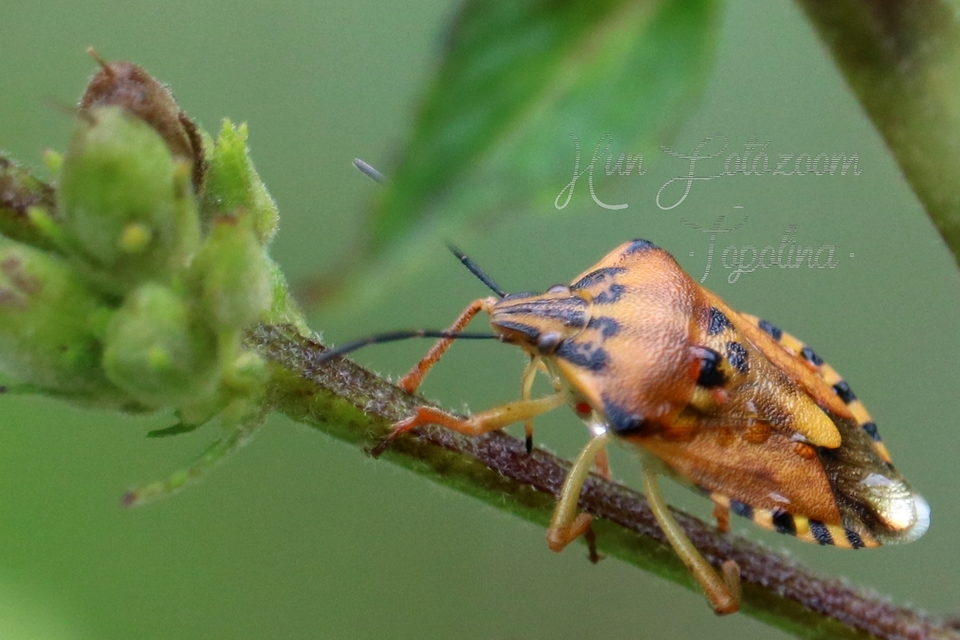 Carpocoris Carpocoris