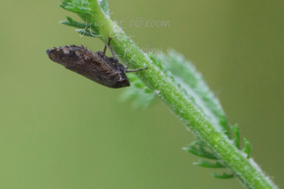 Cicadellidae - mezeikabócák