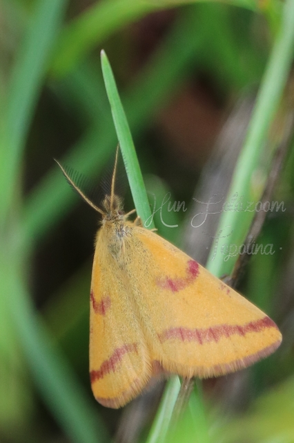 Lythria purpuraria - bíborsávos araszoló