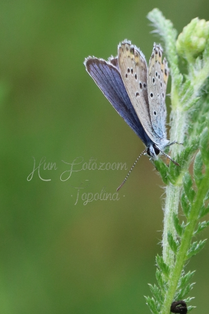 Plebejus argyrognomon - tintakék boglárka