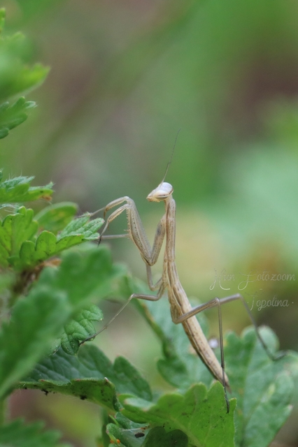 Mantis religiosa - imádkozósáska