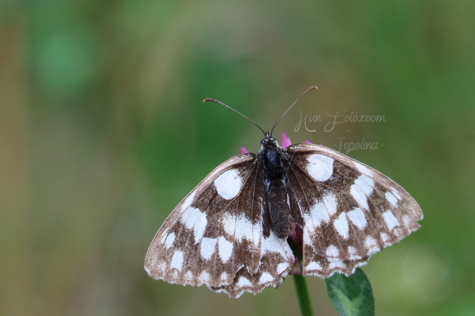 Melanargia galathea - sakktáblalepke