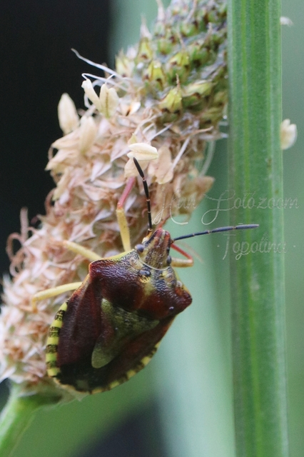 Carpocoris Carpocoris