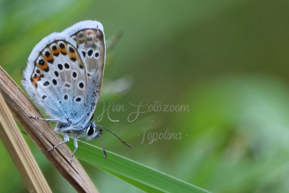 Plebejus argus - ezüstös boglárka