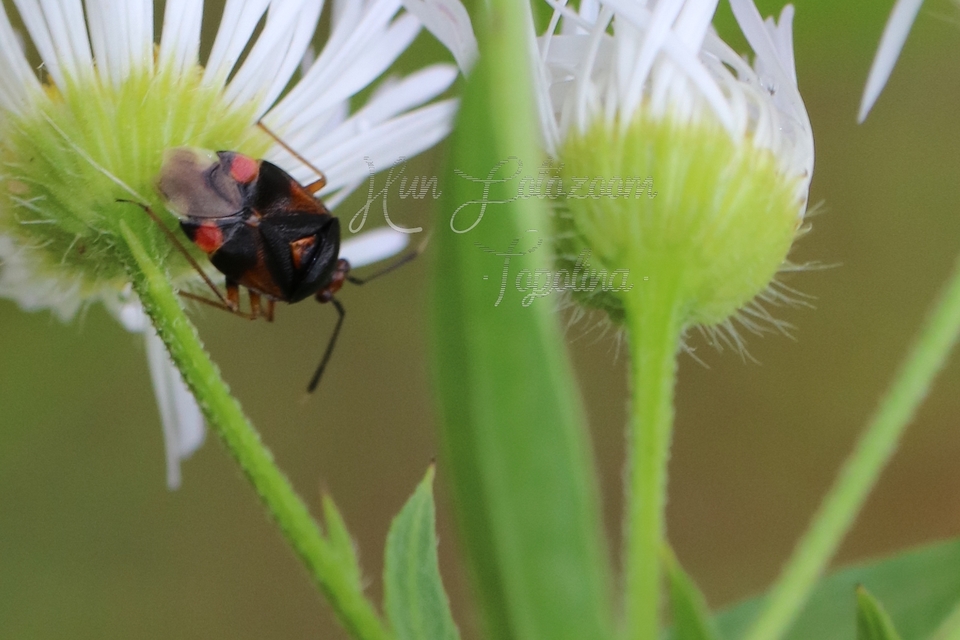 Deraeocoris ruber - vöröses mezeipoloska
