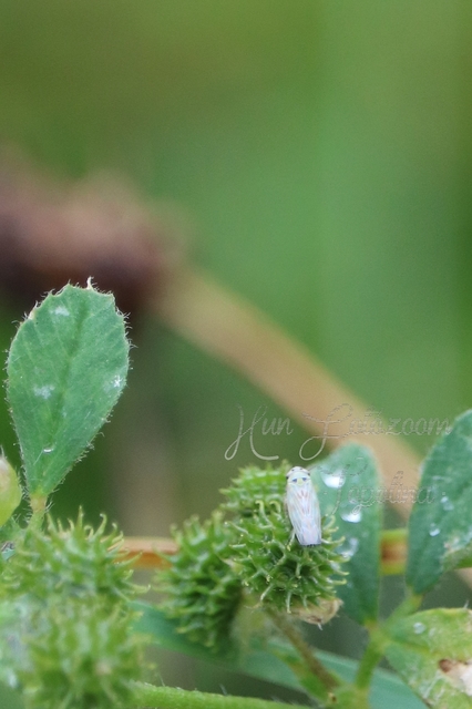 Deltocephalinae