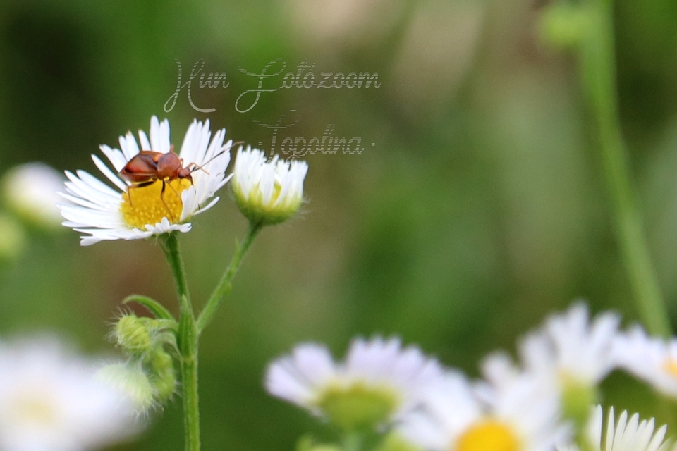 Deraeocoris ruber - vöröses mezeipoloska