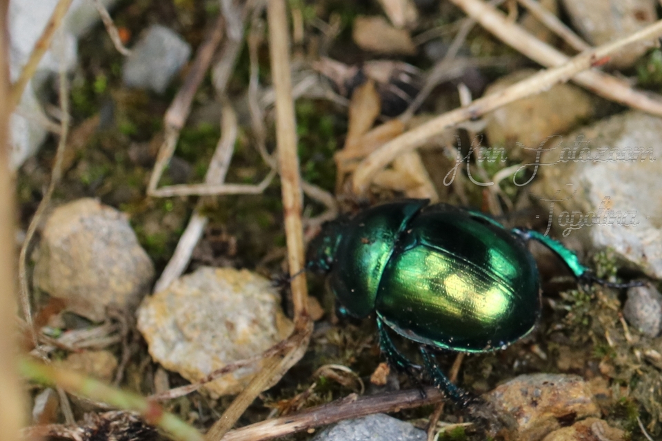Trypocopris vernalis - tavaszi álganéjtúró