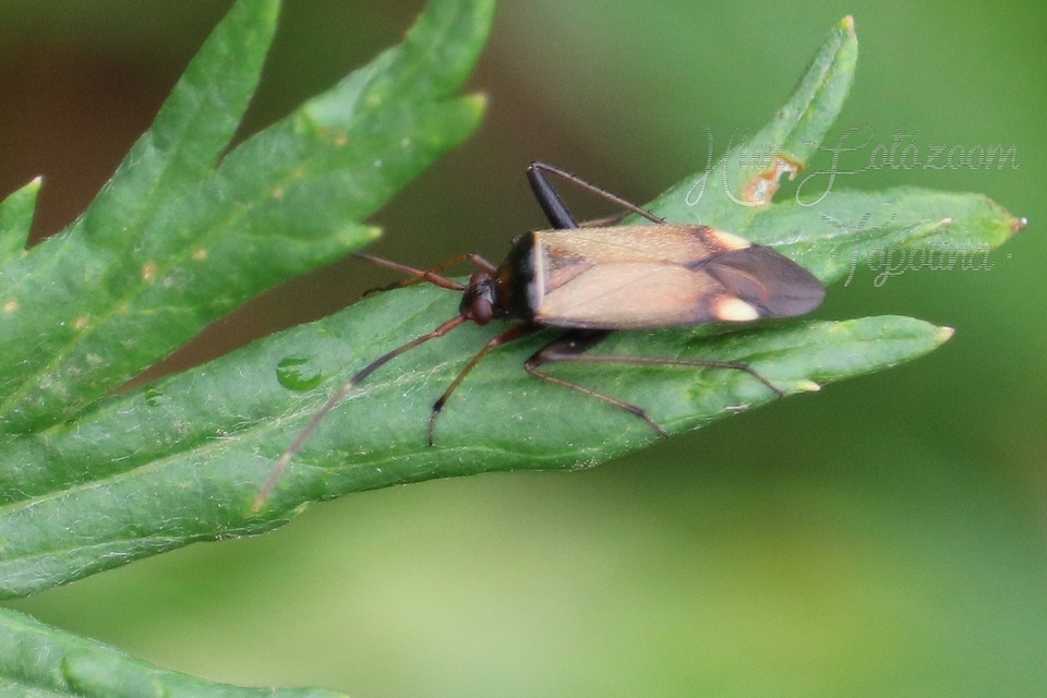 Adelphocoris vandalicus - feketevállú mezeipoloska
