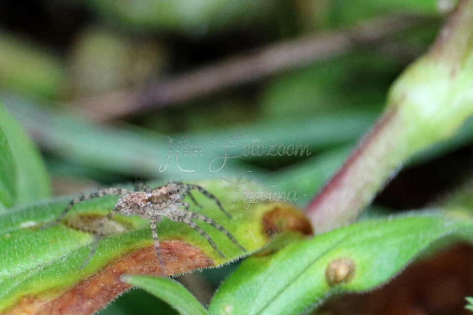 Pardosa