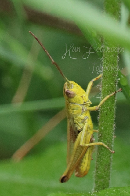 Pseudochorthippus parallelus - közönséges rétisáska