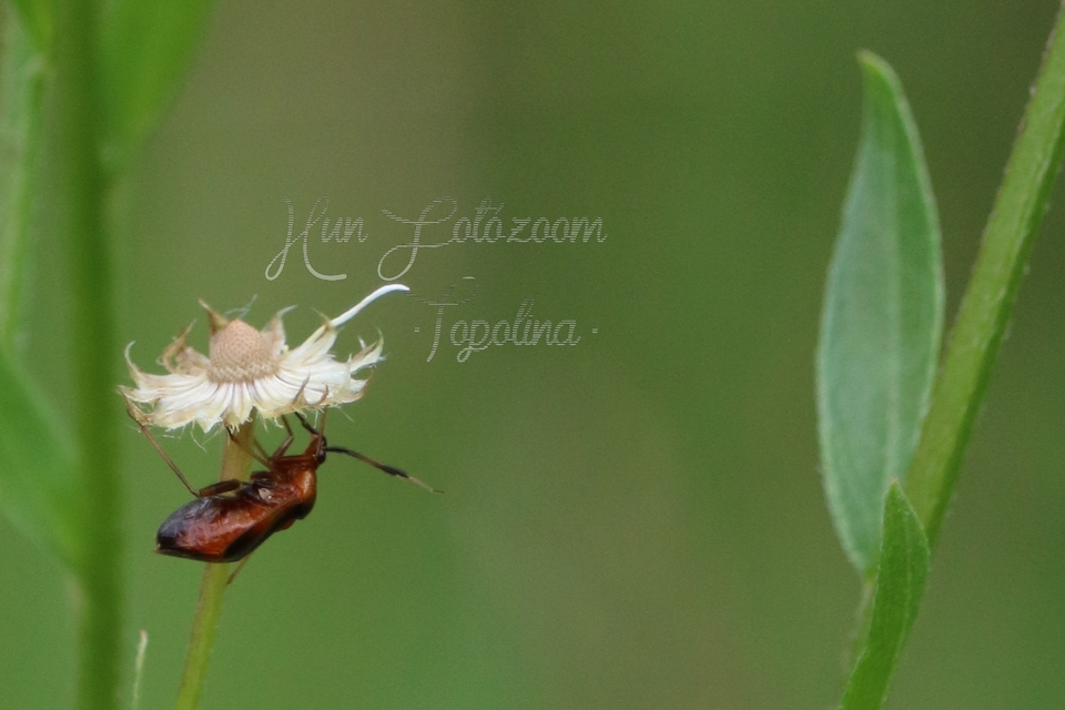 Deraeocoris ruber - vöröses mezeipoloska