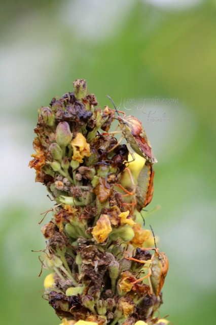Carpocoris Carpocoris