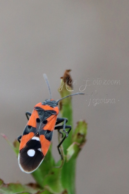 Lygaeus equestris/simulans
