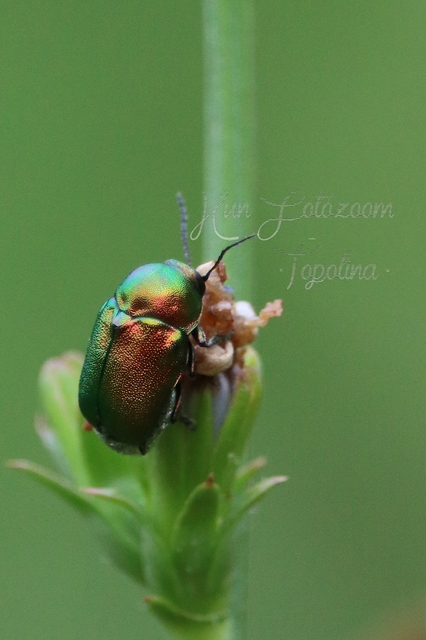 Cryptocephalus