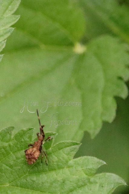Coreus marginatus - közönséges karimáspoloska