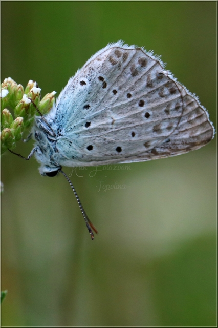Polyommatus daphnis - csipkés boglárka