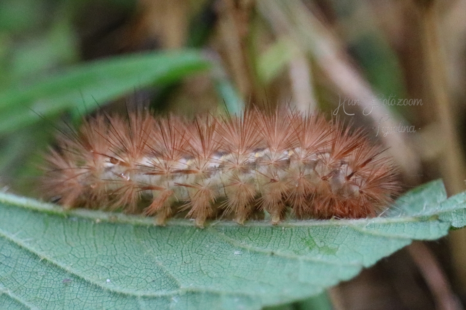 Diaphora mendica - felemás medvelepke
