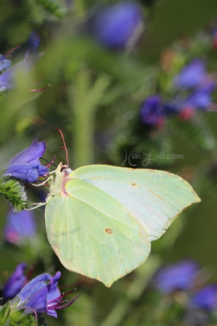 Gonepteryx rhamni - citromlepke