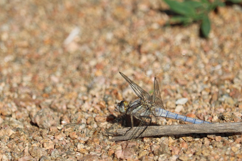 Orthetrum brunneum - pataki pásztorszitakötő