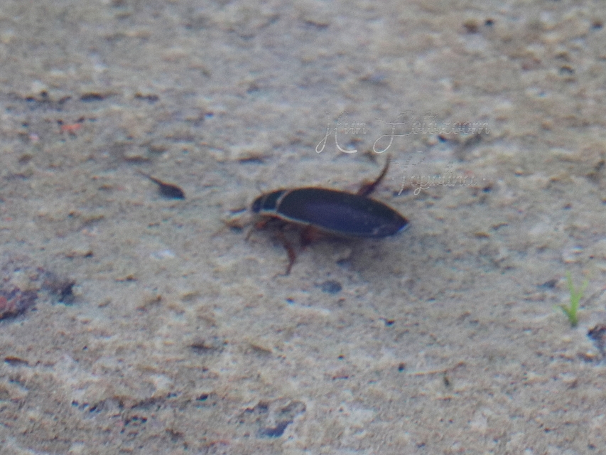 Dytiscus