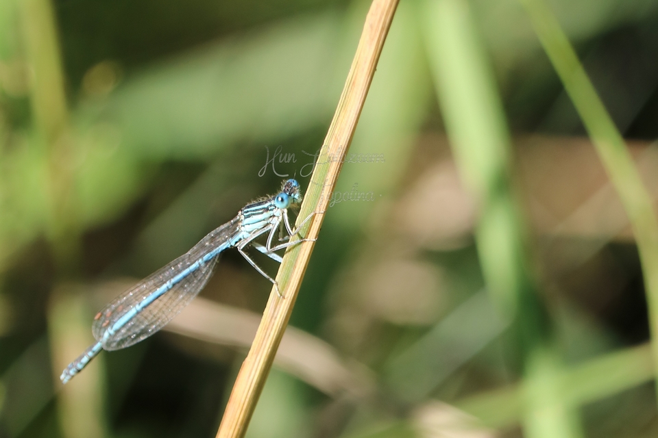 Platycnemis pennipes - széleslábú szitakötő