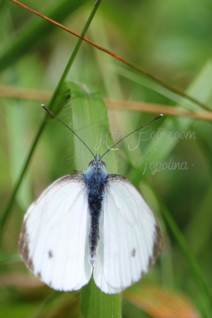 Pieris napi - repcelepke