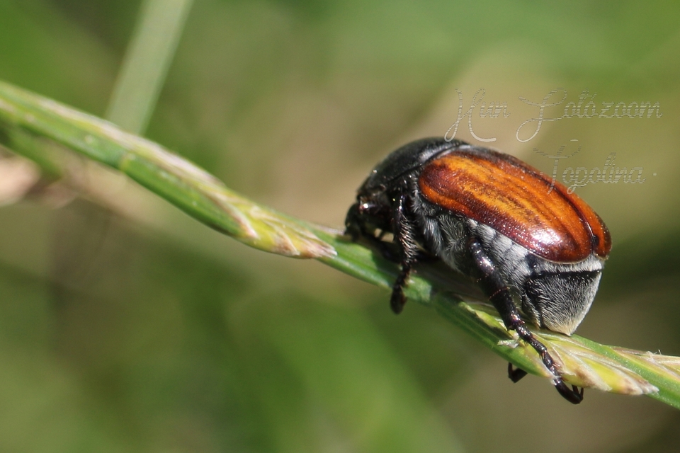 Anisoplia tempestiva - gabonaszipoly