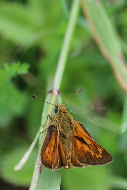 Ochlodes sylvanus - erdei busalepke