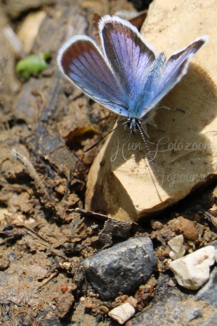 Plebejus argus - ezüstös boglárka