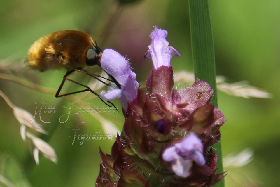 Bombyliinae